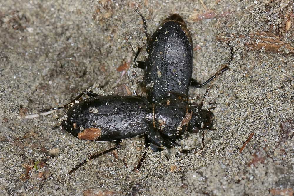 Broscus cephalotes (Carabidae)